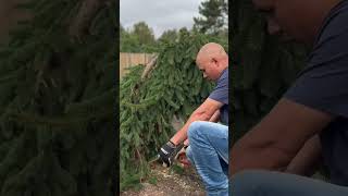 My wife thought I was going to cut this beautiful 🌲 [upl. by Sukramed]