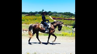 The Saddle GaitSaddle Rack Description Gaited Horse Training [upl. by Bergess269]