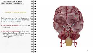 ANATOMIE FMPM VASCULARISATION CÉRÉBRALE [upl. by Cir363]
