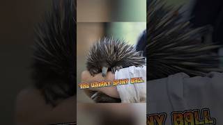 Echidna  The Quirky Spiny Mammal animalenigmas [upl. by Ielerol]