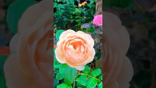 Nature rose garden  beautiful flowers videos rose garden shorts satisfying viralvideo [upl. by Aynuat]