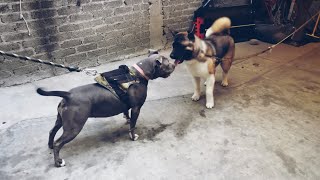 Pitbull vs Akita Americano [upl. by Yllas170]