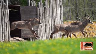 Safari Park Dvůr Králové Antilopa koňská na pláních [upl. by Nilsoj985]