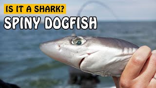 Spiny Dogfish  Fishing with Rod [upl. by Nisse]