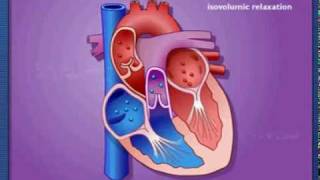 Cardiac Cycle  Systole amp Diastole  Metacafe2mpg [upl. by Kotto944]