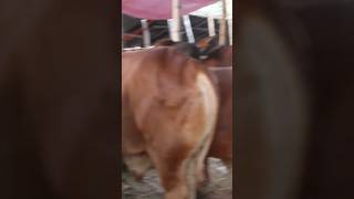 গরু guru cow goru amba hamba cow videos gorur video guru guru goro guru tiktok গরুর goluviralpost [upl. by Ahsienel778]