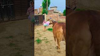 😅😂 Jai gau Mata Jai shree Krishna trending youtube youtubeshorts viral new [upl. by Oneil734]