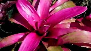 Neoregelia neo bromeliads explained [upl. by Giorgia]