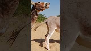 Donkey animals comedy hindisong quranrecitation bollywood [upl. by Livvy]