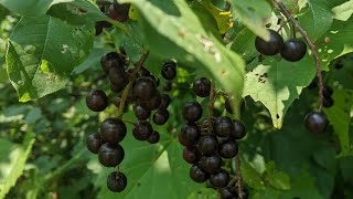 Chokecherry Foraging [upl. by Gerlac]