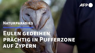 Eulen gedeihen prächtig in Pufferzone auf Zypern  AFP [upl. by Boris]