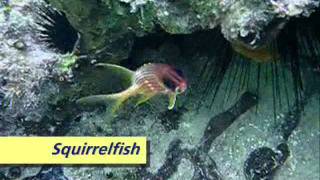 Snorkeling at Breezes Grand Negrilwmv [upl. by Hsirap649]