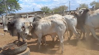 FEIRA DO GADO EM CAMPINA GRANDEPB 19112024 [upl. by Baoj148]