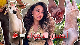 الحولي عذب الجزار 🔪😱 مقدروش عليه 🐏 ها الأجواء كيف دازت 🥩 [upl. by Ulphiah]