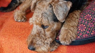 Lure Coursing With an Airedale Terrier [upl. by Krum]