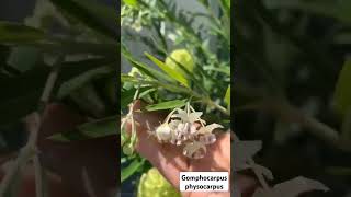 gomphocarpus physocarpus balloonplant marivicbeleta shortvideo support subscribemychannel [upl. by Natye]