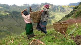 this is himalayan life  village life  Nepal🇳🇵 lajimbudha [upl. by Aivatco]