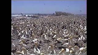 Voëleiland  Lambertsbaai  Bird Island  Lamberts Bay  1998 [upl. by Ived153]