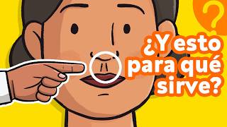 ¿Sirven de algo estas OTRAS 7 partes de tu cuerpo 👫 [upl. by Suivat]