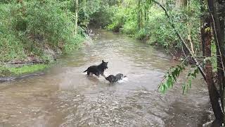 German shepherds having fun [upl. by Esimehc]