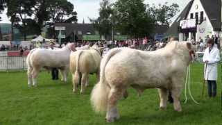 British Charolais at The Royal Welsh Show 2012 [upl. by Grey]