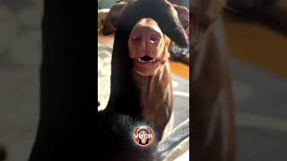 Pet Reactions RxCKSTxR Comedy Voiceovers [upl. by Schrick]