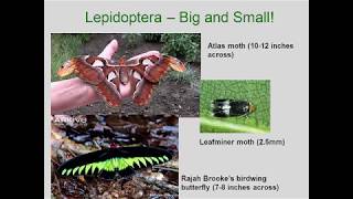 Entomology 1111  2018  Lecture 10  Hexapod Orders  Trichoptera through Diptera [upl. by Patrice]