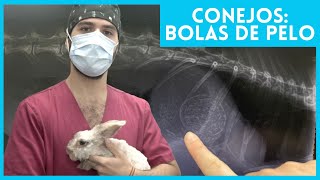 ¿Por qué es importante cepillar a los conejos 🐇 Veterinario de conejos [upl. by Noislla473]