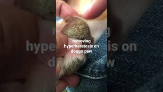 hyperkeratosis on dog’s paw 🐾 please subscribe ❤️❤️❤️ [upl. by Swainson]