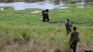 Snared elephant successfully treated in Lamu  Sheldrick Trust [upl. by Tatum]