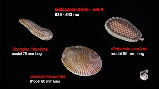 Ediacaran BiotaSet A [upl. by Annairol]