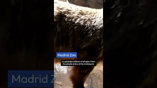 What To See In Madrid  Madrid Zoo Madrid For Kids  Madrid Travel Guide  The Ultimate Madrid Vlog [upl. by Lenee332]