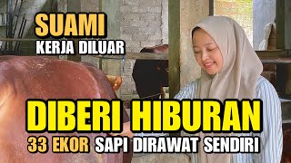 VIRAL❗️MBAK HILDA ASAL JEMBER JAWA TIMUR Di Beri Hiburan 33 Ekor Sapi Dirawat Sendiri [upl. by Aneladdam]