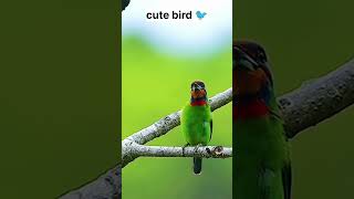 Beautiful Bird song amazinganimals birds cutebirds [upl. by Simmons144]