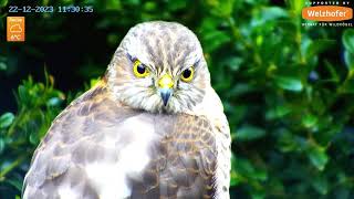 2023 12 22 sparrow hawk on Recke cam [upl. by Reimer44]