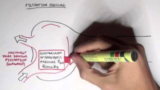 Nephrology  Glomerular Filtration [upl. by Akimat]