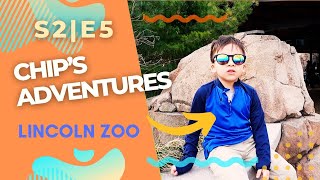 🦁CHIPS Adventures 🦆 Lincoln Park ZOO 🐟T2EP5 🐇 [upl. by Colas459]