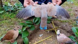 Easy Way To Ringneck dove trap Very Easy caught a beautiful dove [upl. by Esinehs986]