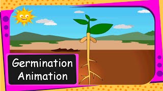 Science  Seed Germination Animation From seed to plant  English [upl. by Leind]