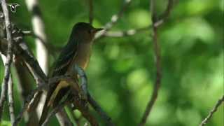 Western Wood Pewee [upl. by Nihahs273]