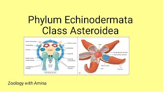 Phylum Echinodermata Class Asteroidea  Details of class Asteroidea by Zoology with Amina [upl. by Ahsiekin614]