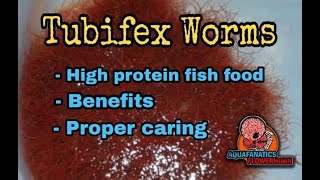 Tubifex Worms [upl. by Terb]