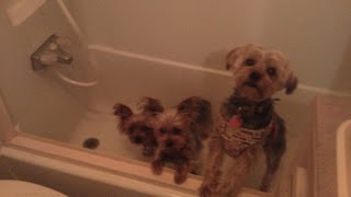 Washing Dogs in Fulltime RV with New Oxygenics Shower Head [upl. by Wernick927]