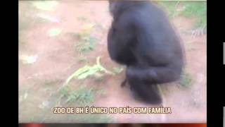 Assista ao nascimento do novo bebê gorila do Zoo de BH [upl. by Latton]