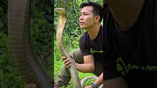 Up close with a king cobra😳🐍  🎥 Viralhog [upl. by Kreg]