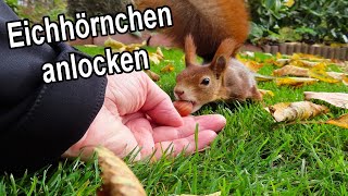 Eichhörnchen anlocken amp füttern im Garten  𝐊𝐞𝐢𝐧𝐞 𝐬𝐜𝐡𝐥𝐞𝐜𝐡𝐭𝐞 𝐈𝐝𝐞𝐞 [upl. by Chapin]