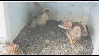 Konstancin Jeziorna Orange PL  Kestrels Youth at the threshold of the nest  2024 06 07 17 04 [upl. by Aratehs]