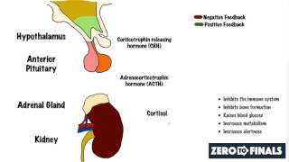 What causes Cushings Syndrome [upl. by Camus]