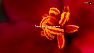 Jatropha integerrima  Île de la Réunion [upl. by Ahsan214]