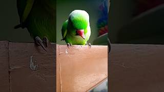 parrot parrottalking parrotlover birds funny ytshorts parrottalkin [upl. by Autumn]